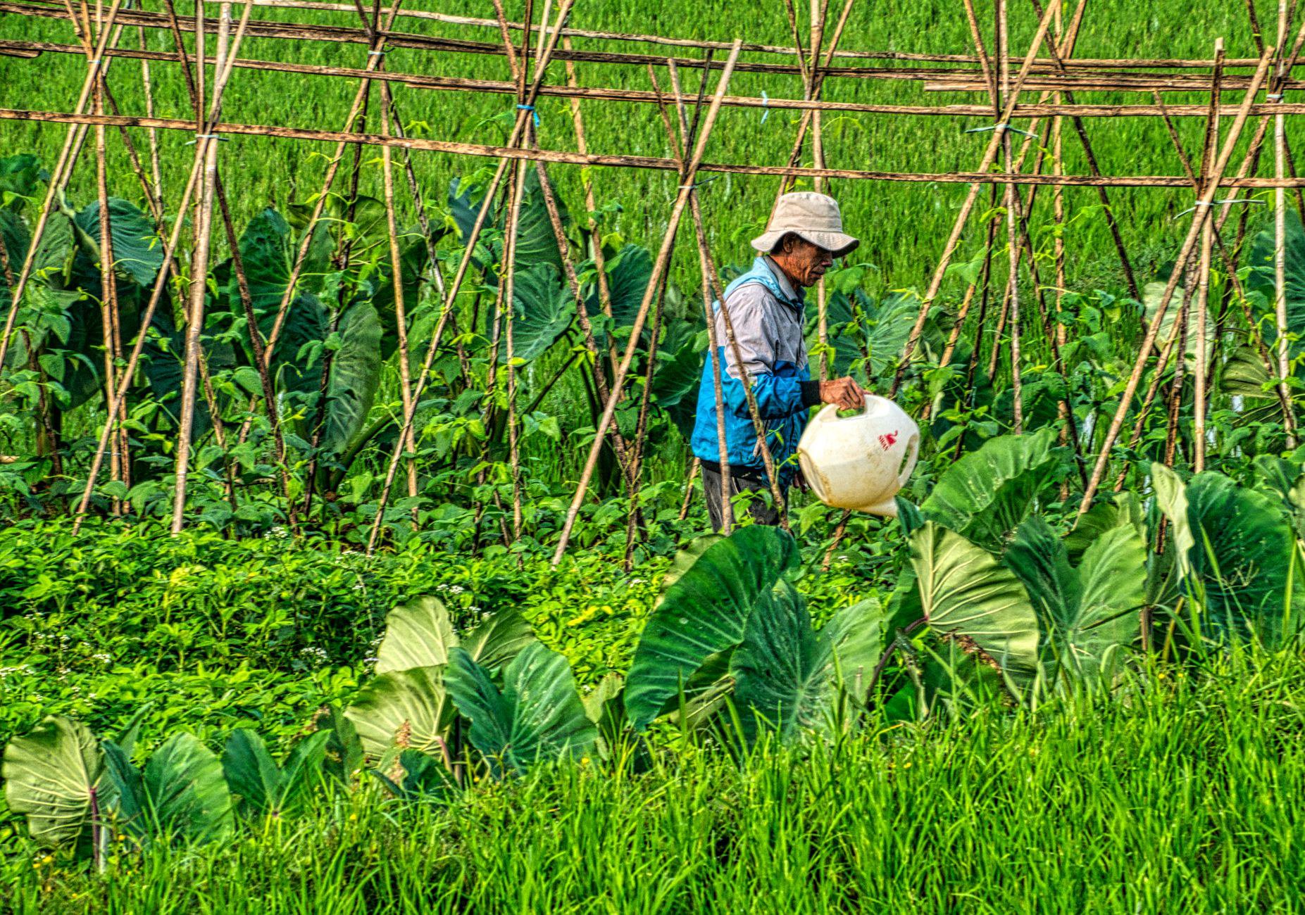 Cơ chế vận hành của hệ thống tưới nhỏ giọt Cơ chế vận hành của hệ thống tưới nhỏ giọt
